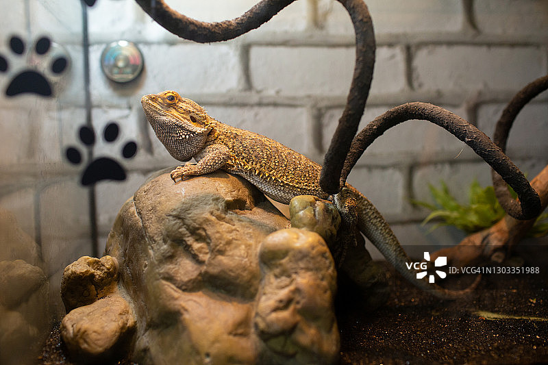 鬣蜥或髯龙，饲养箱中的爬行动物。拉丁名：Pogona vitticeps图片素材