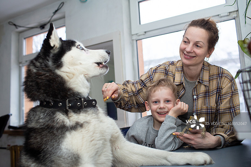 男孩和女人们与哈士奇犬和蜥蜴图片素材