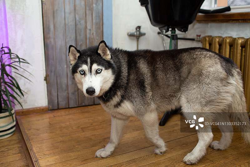 客厅里的哈士奇犬图片素材