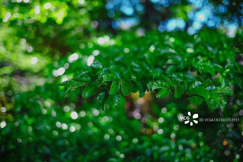 前景中的绿叶，底部模糊图片素材