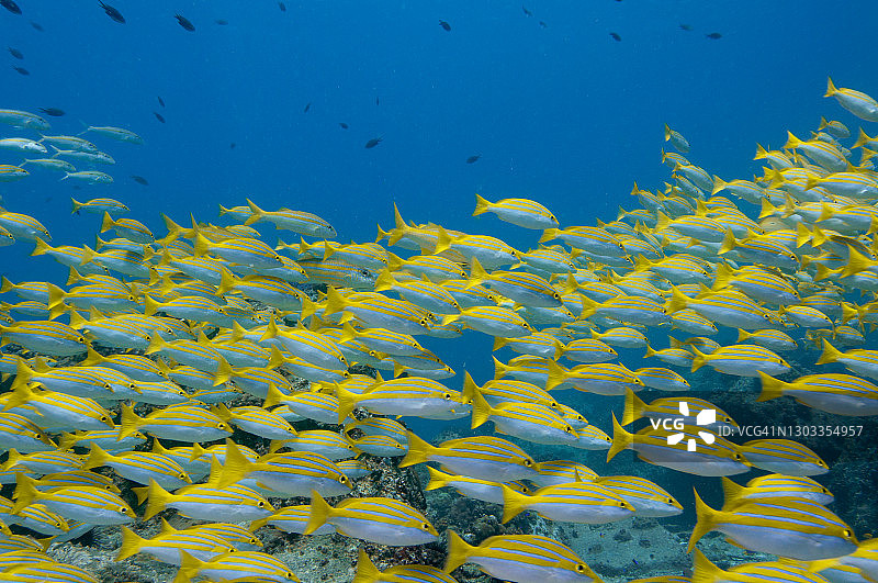水下海洋生物标题，热带黄色鱼图片素材
