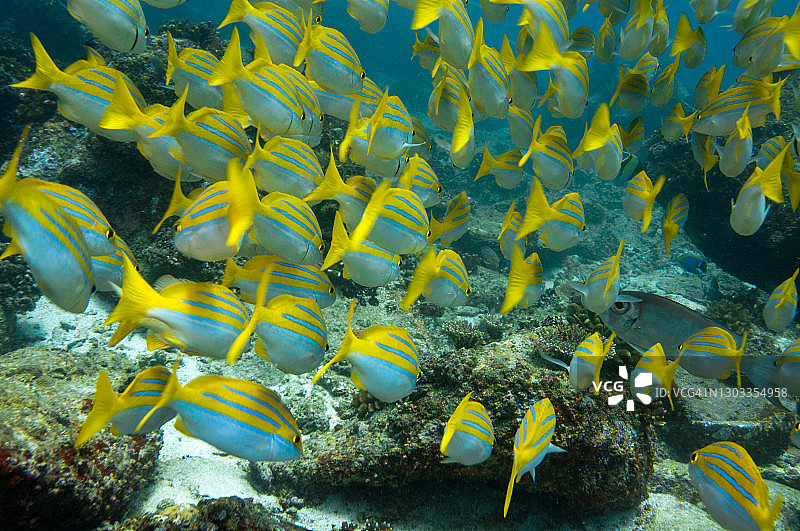 水下海洋生物标题，热带黄色鱼图片素材