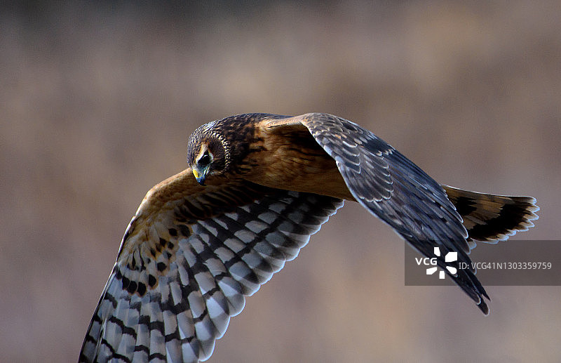 飞行中捕食田鼠的北美鹞图片素材