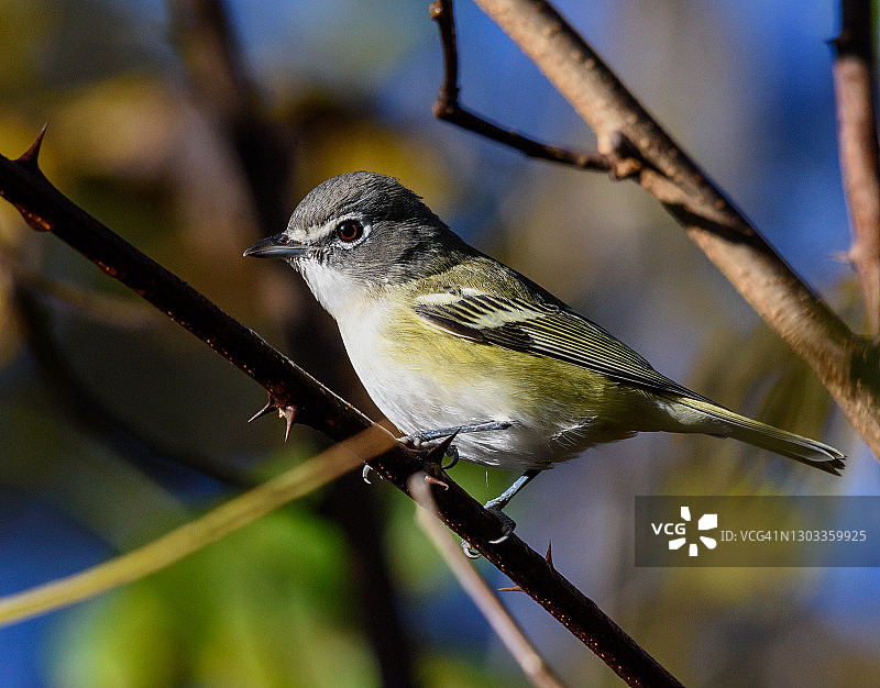 蓝头绿雀图片素材
