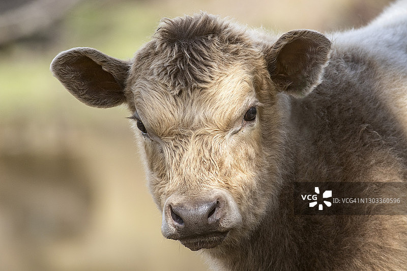 小母牛肖像图片素材