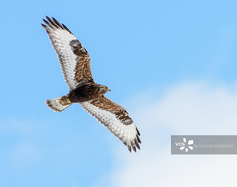 飞翔狩猎的毛脚鵟图片素材