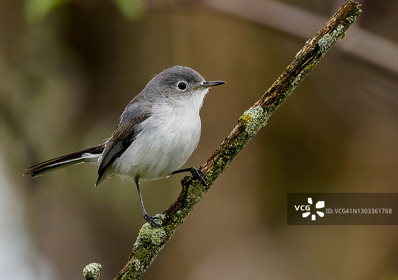 蓝灰蚋莺鸟图片素材