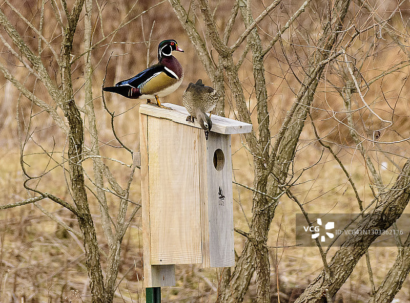 一对栖息在巢箱上的野鸭图片素材
