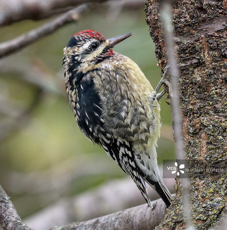 黄腹吸汁啄木鸟图片素材