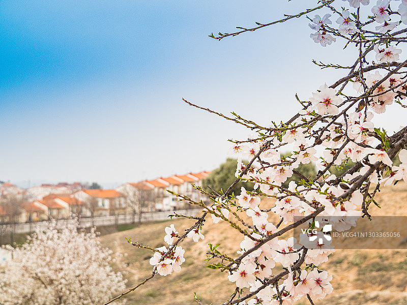 杏花照片素材图片素材