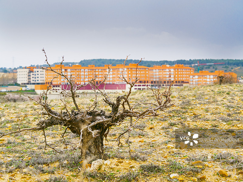 废弃的葡萄园，用于建造建筑物图片素材