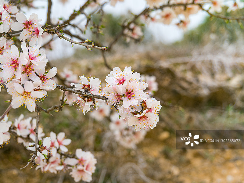 杏花照片素材图片素材