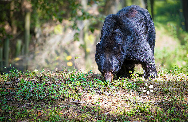 追踪黑熊图片素材