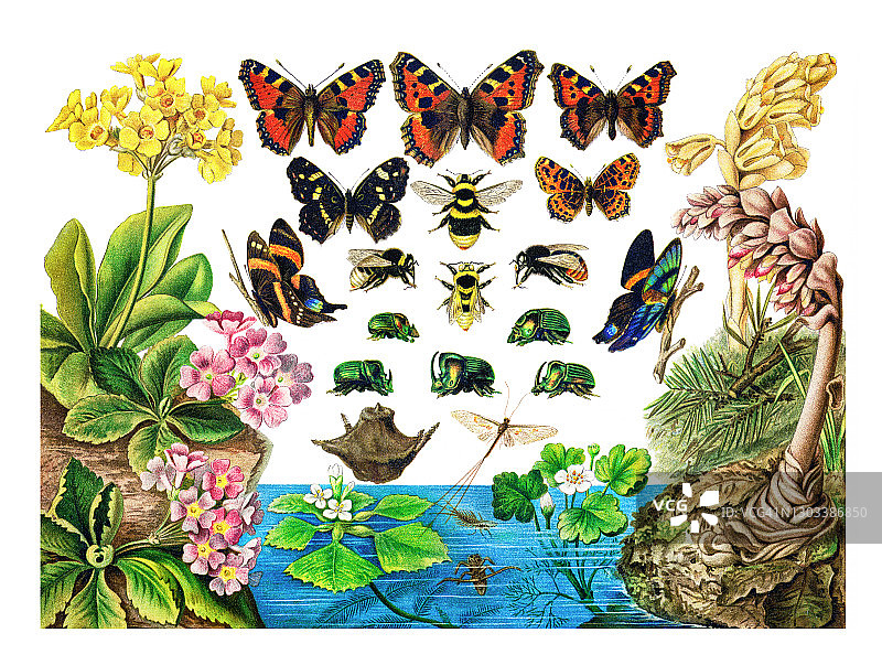 昆虫学旧版画：蝴蝶、蜜蜂、甲虫图片素材