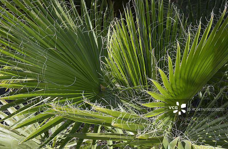 加州棕榈树特写图片素材