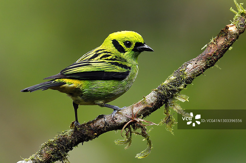 绿咬鹃图片素材