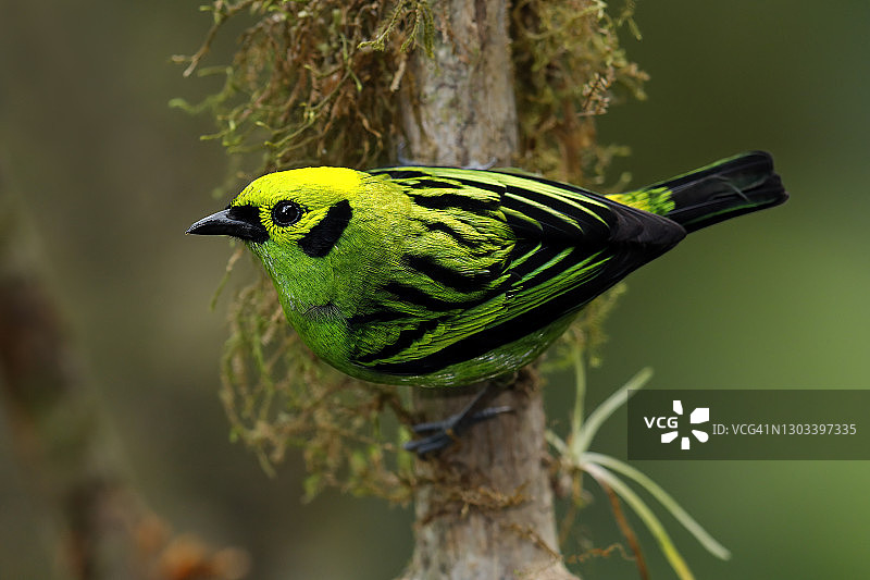 绿咬鹃图片素材