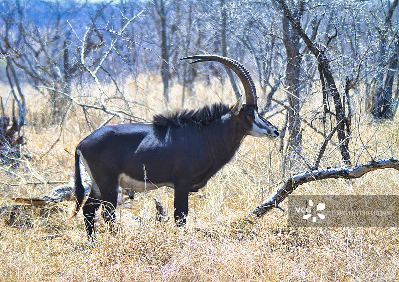 南非的黑貂羚羊图片素材