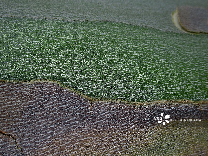 树皮特写抽象背景图片素材