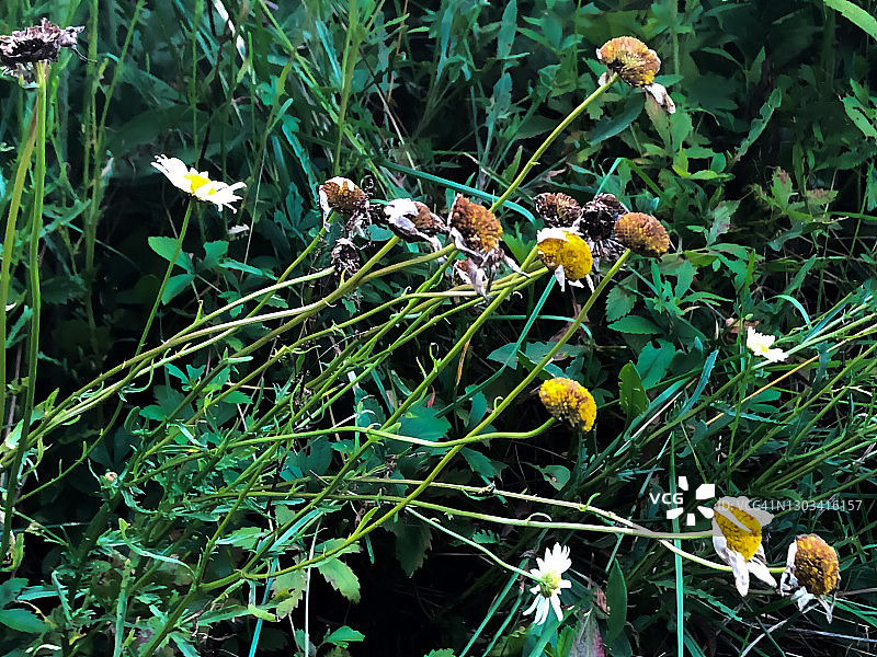 干野雏菊花图片素材
