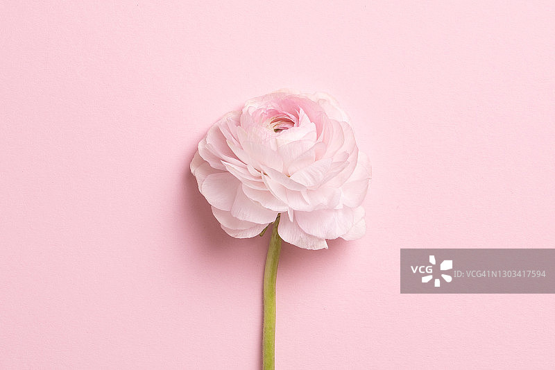 粉色背景上的美丽春天花朵，花框构图图片素材