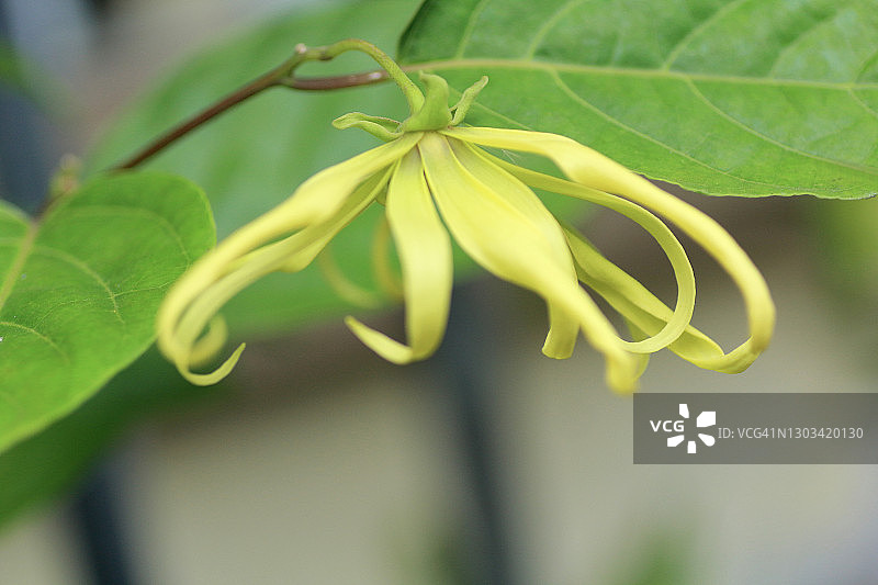 花园里黄色依兰花特写图片素材