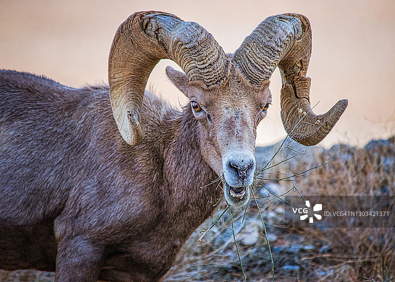 大角羊公羊图片素材