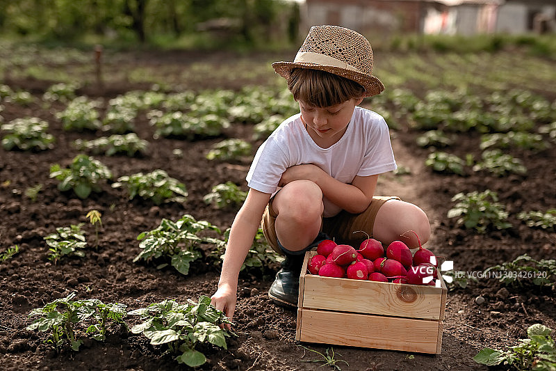 在花园里用木箱收集萝卜的男孩图片素材