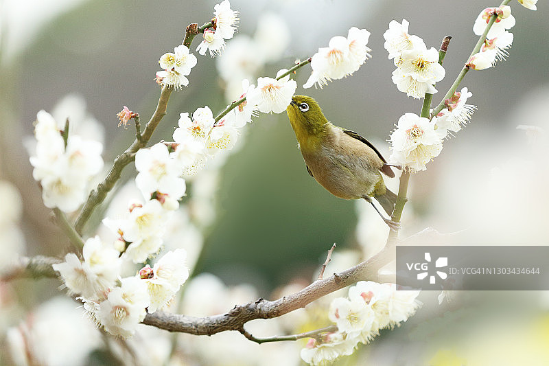 滨离宫庭园的梅花与白眼鸟图片素材