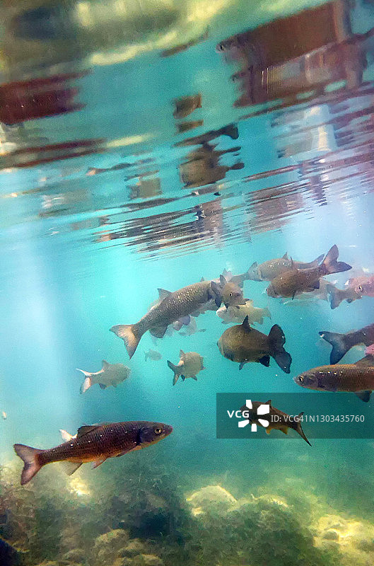 水中褐鳟图片素材