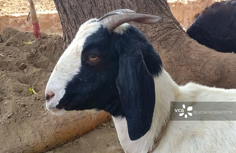 山羊面部特写图片素材