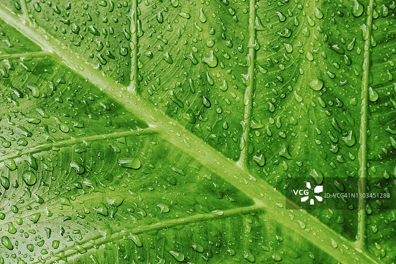 芋头叶上的晨露全画幅照片图片素材