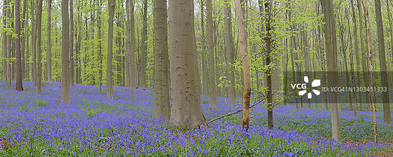 春天森林地面上盛开的蓝铃花图片素材