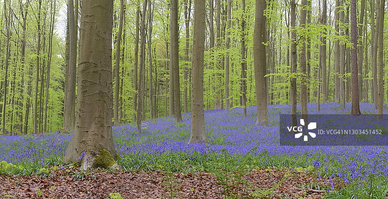 春天森林地面上盛开的蓝铃花图片素材