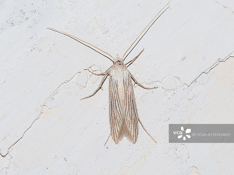 飞蛾（Pterolonche albescens）图片素材