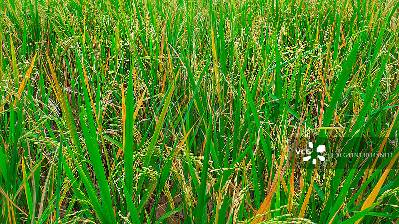 乡村稻田图片素材