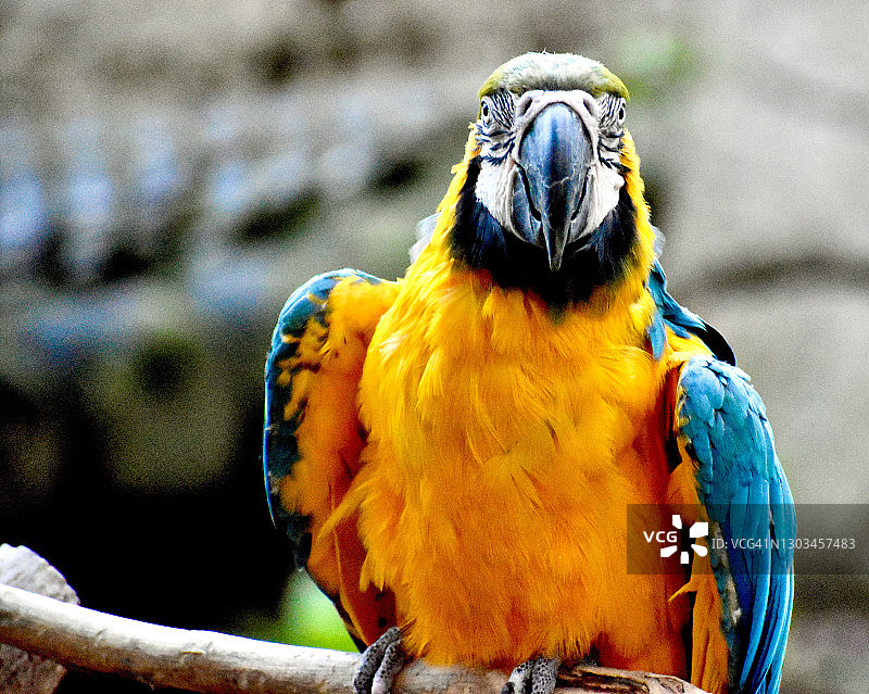 美丽的蓝色和金色金刚鹦鹉图片素材