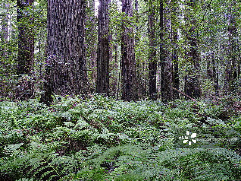 美国加利福尼亚州洪堡红杉州立公园图片素材
