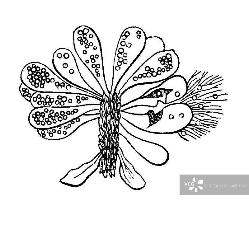 苹草蕨古版画图片素材