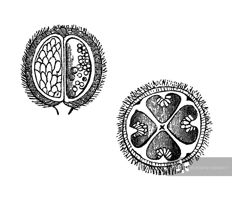 苹草蕨古版画图片素材