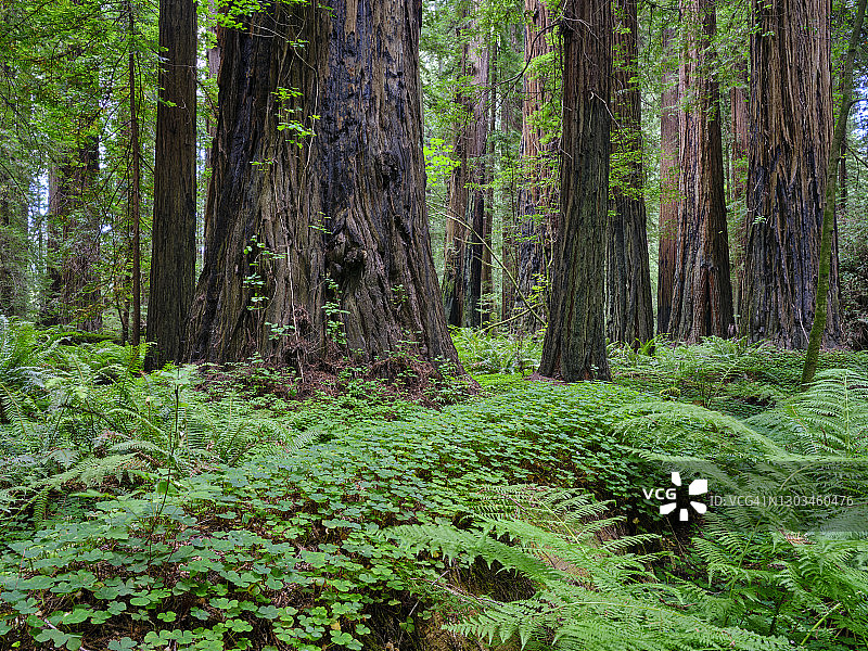 美国加利福尼亚州洪堡红杉州立公园图片素材