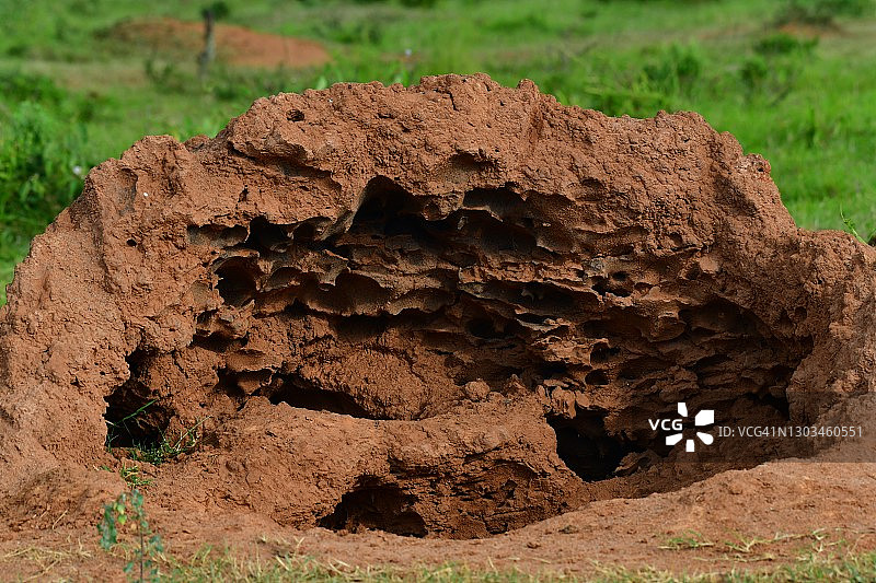 蚂蚁丘内部结构图片素材