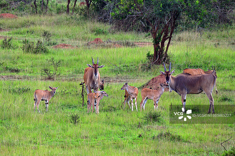 热带草原上的普通大羚羊，也被称为南方大羚羊或大羚羊图片素材