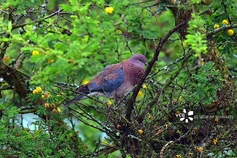 Streptopelia senegalensis，笑鸽图片素材