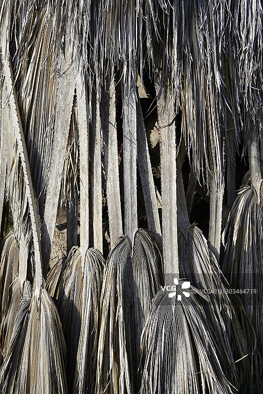 丝状华盛顿棕榈图片素材