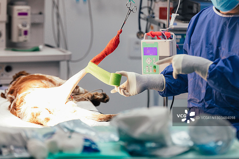 外科医生为狗的腿包扎绷带的局部照片图片素材