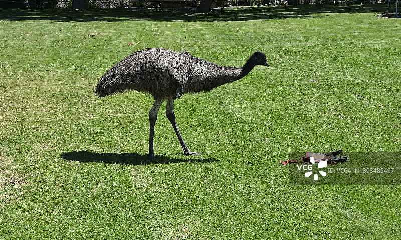 鸵鸟图片素材
