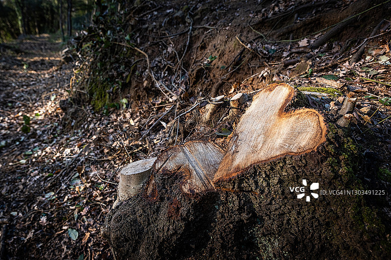 比博纳，里窝那 - 托斯卡纳，意大利图片素材