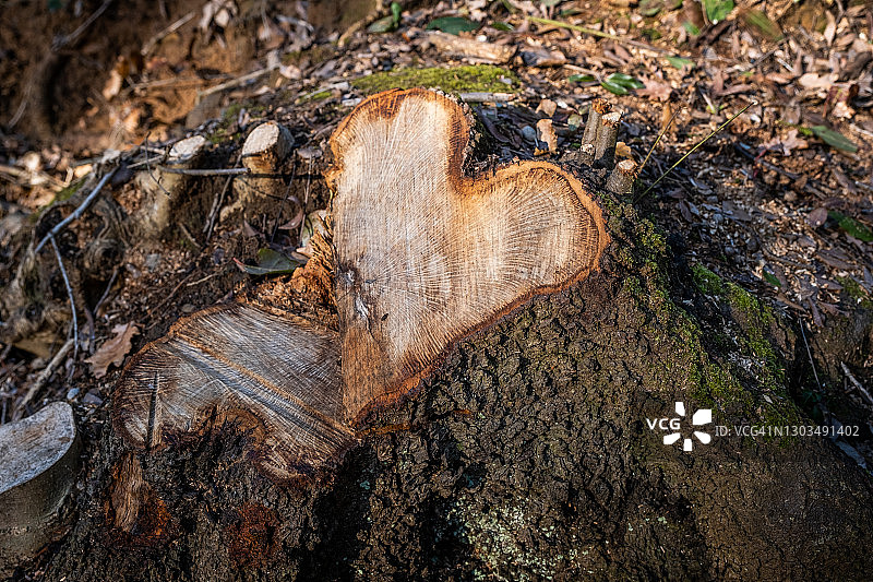 比博纳，里窝那 - 托斯卡纳，意大利图片素材