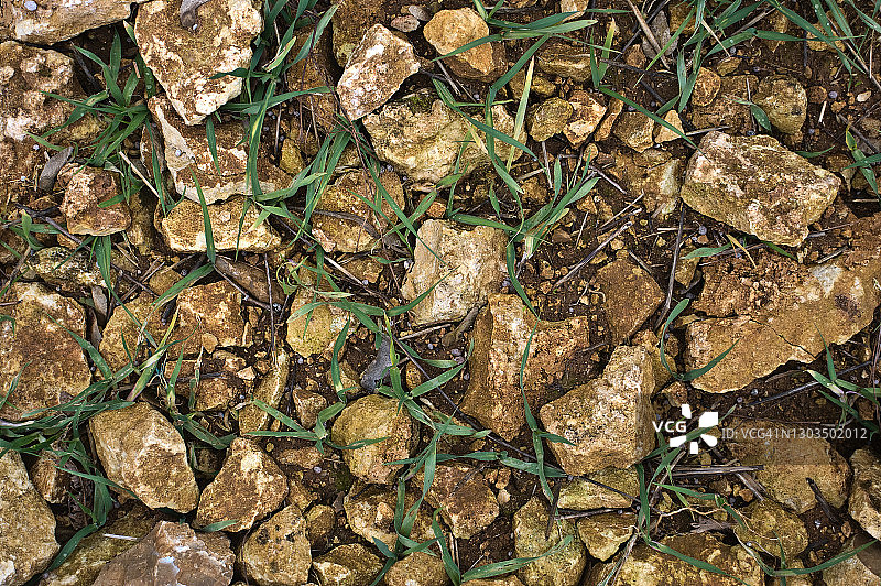 岩石土壤上生长的麦子图片素材